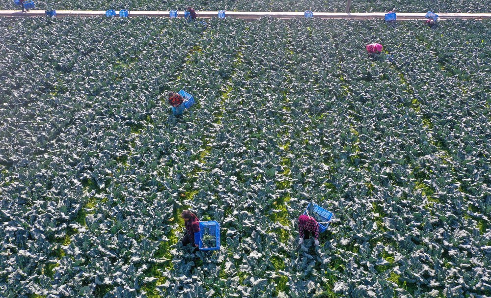 西兰花 春节保供 蔬菜市场 蔬菜产业园 富硒蔬菜 经济 采摘 菜地