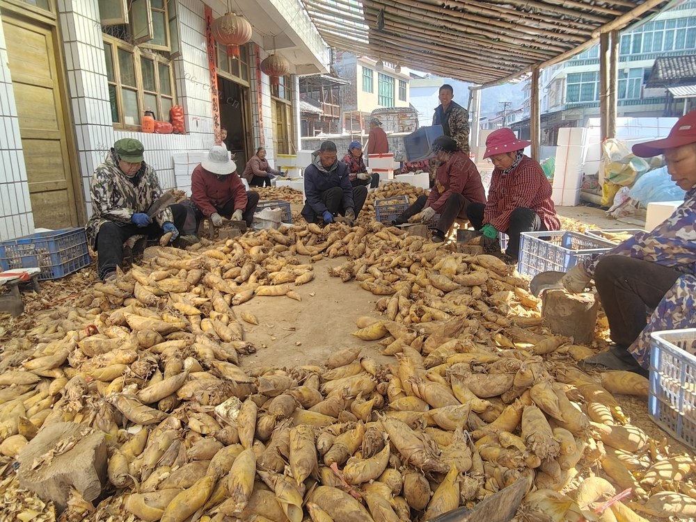 绥宁、冬笋、俏市场