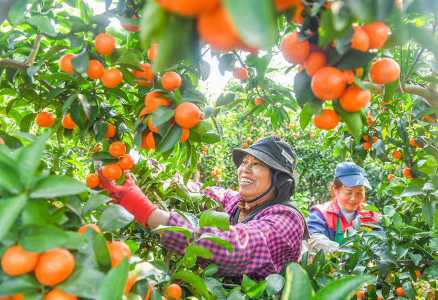春节
年货
道县
