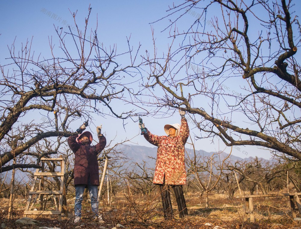 剪枝
道县
果园
