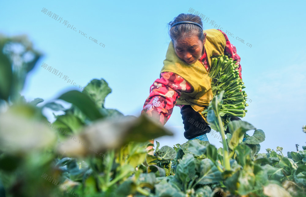 蔬菜
菜篮子
道县