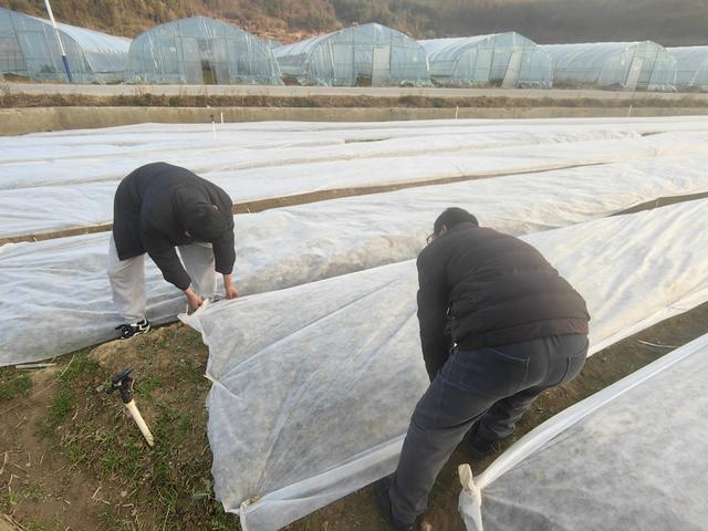 1月19日，大寒时节来临，湖南新田县新圩镇上禾塘村村民正在蔬菜种植基地为菜地覆膜，预防霜冻损坏农作物，助推农业增产增效。