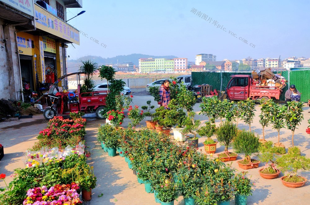 苗木  新宁 展卖 市场