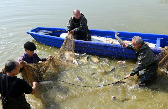 捕鱼，水塘，年货，市场，水产品，商业，农村，年货市场，鱼，渔业 保供应