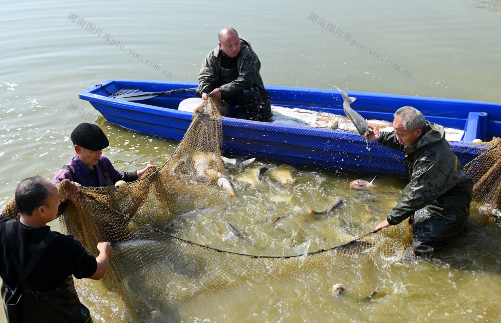 捕鱼，水塘，年货，市场，水产品，商业，农村，年货市场，鱼，渔业 保供应