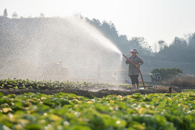 湖南娄底 大寒节气 农作物 农事