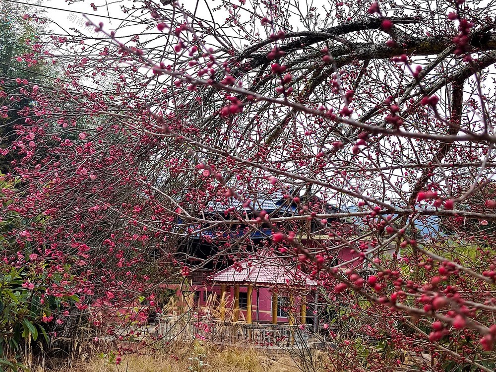 通道 百年 梅花 绽放 与春 争艳