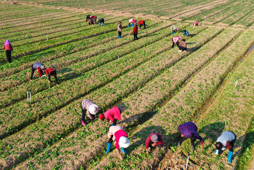 嘉禾：大寒时节田管忙