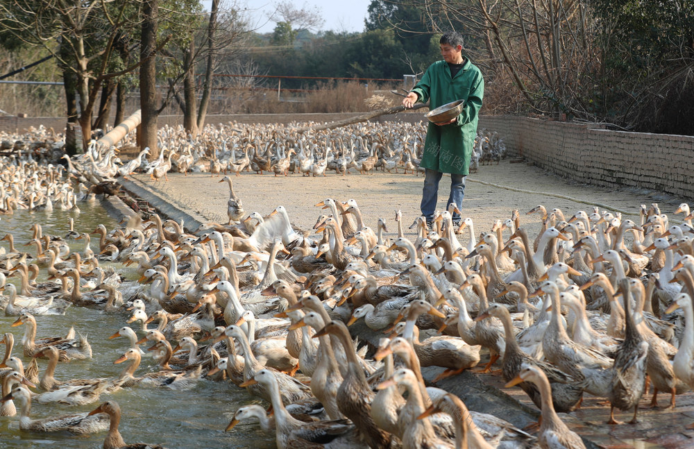 养殖 鸭子 助民  增收 