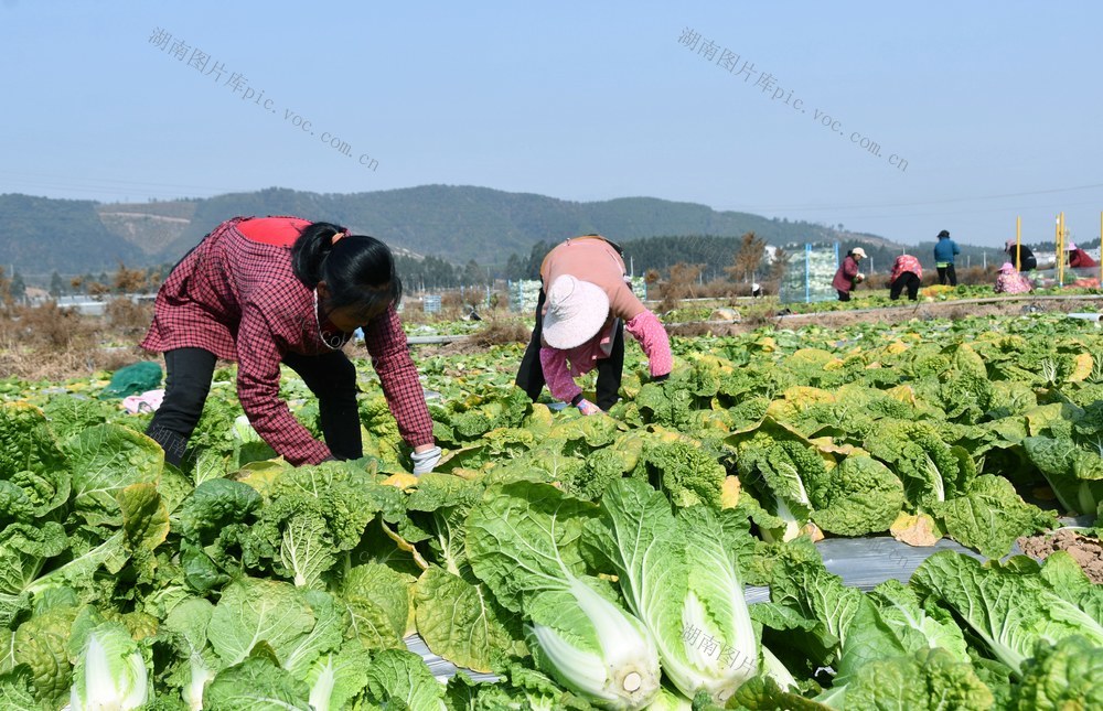 拎稳  春节  “菜篮子” 