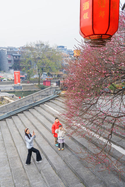 吉首市乾州古城   红梅初绽“梅”景好  红梅呈祥迎新春