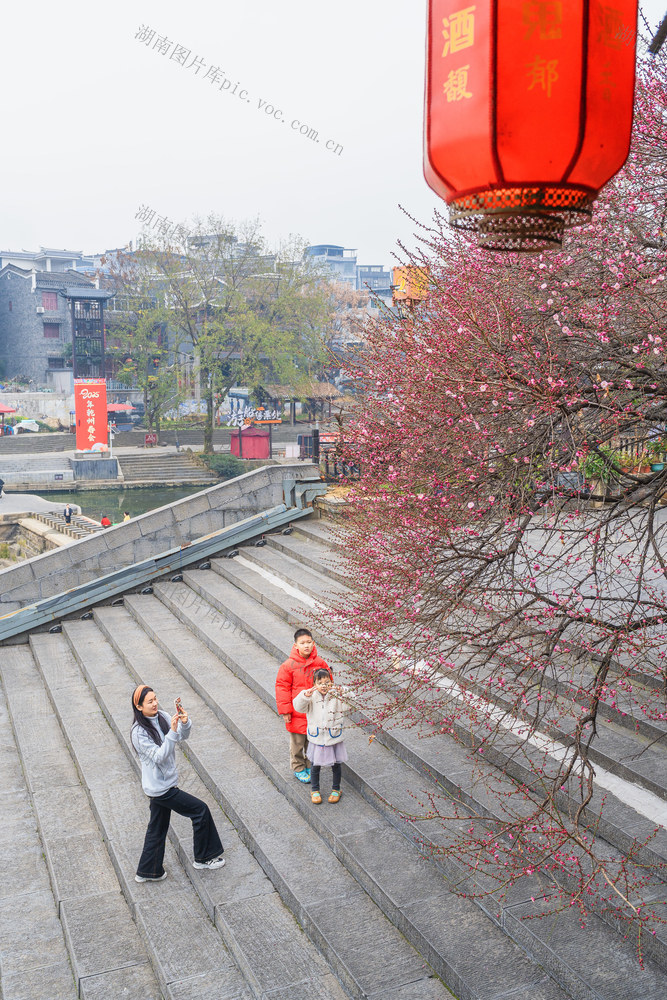 吉首市乾州古城   红梅初绽“梅”景好  红梅呈祥迎新春