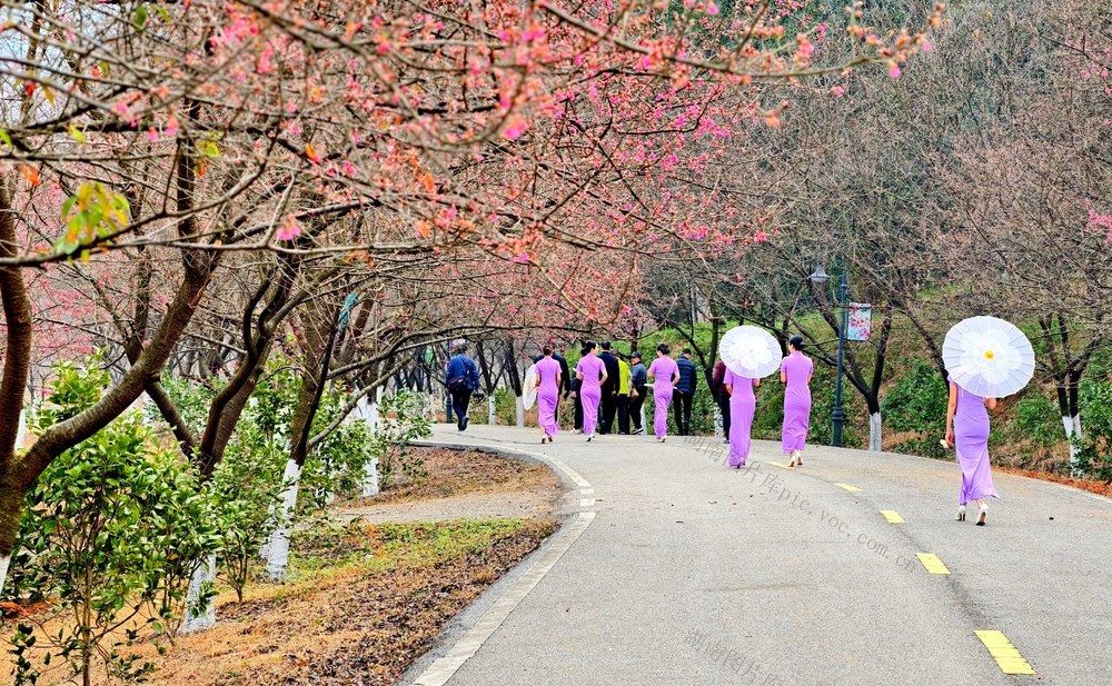 湖南  常宁  樱花  美景