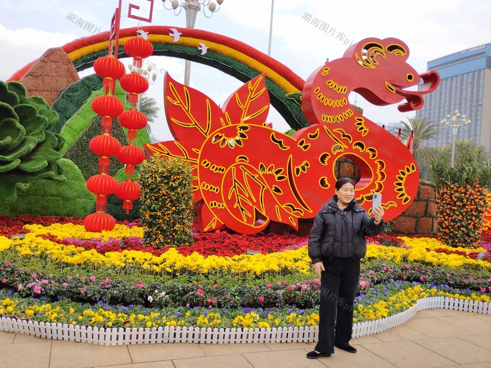 新春  迎春 花卉  景观