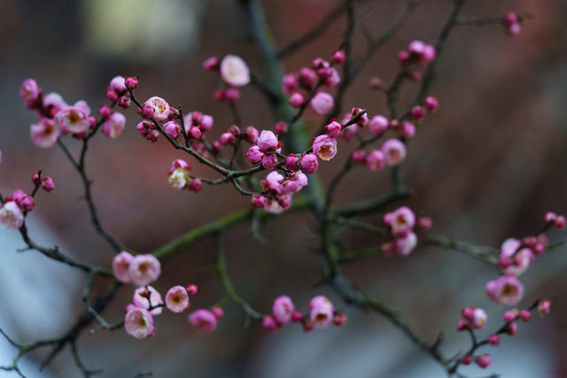 梅花盛开 迎接春天