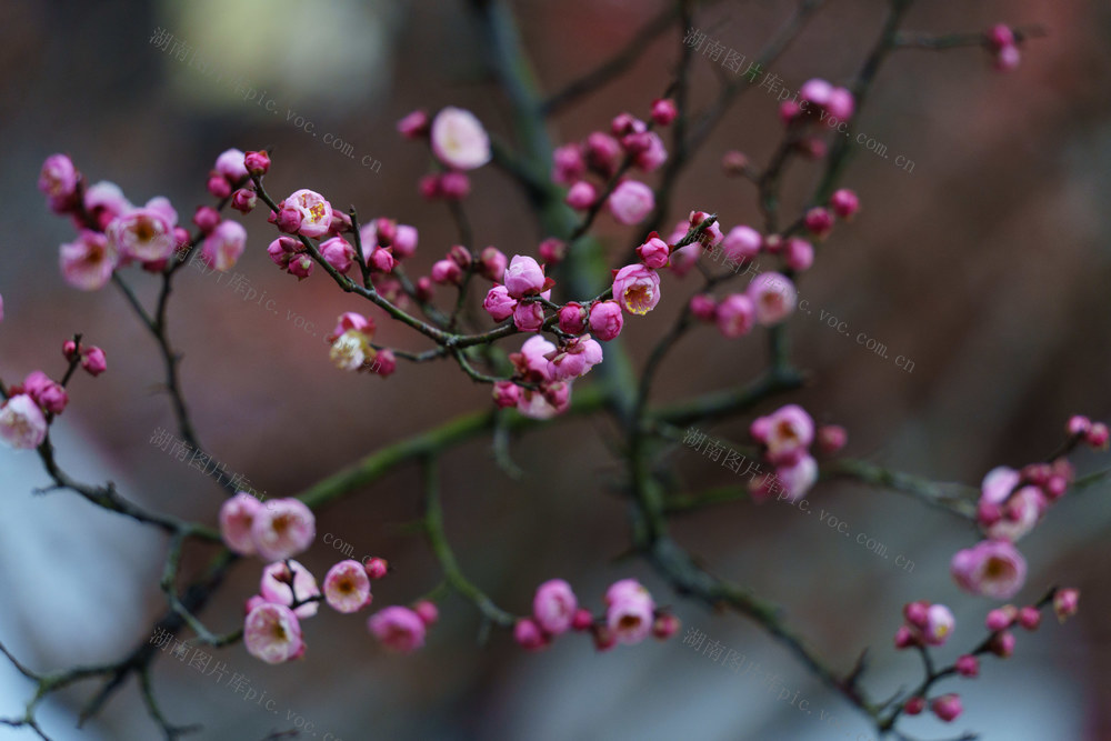 梅花盛开 迎接春天