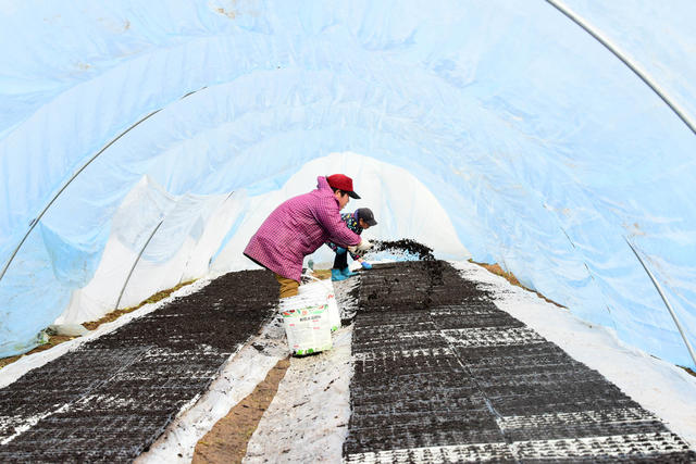 春节  农事活动  春耕备耕  西瓜育苗  育苗软盘  苗床