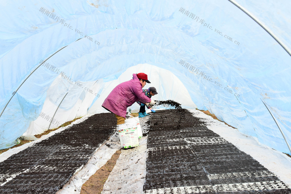 春节  农事活动  春耕备耕  西瓜育苗  育苗软盘  苗床