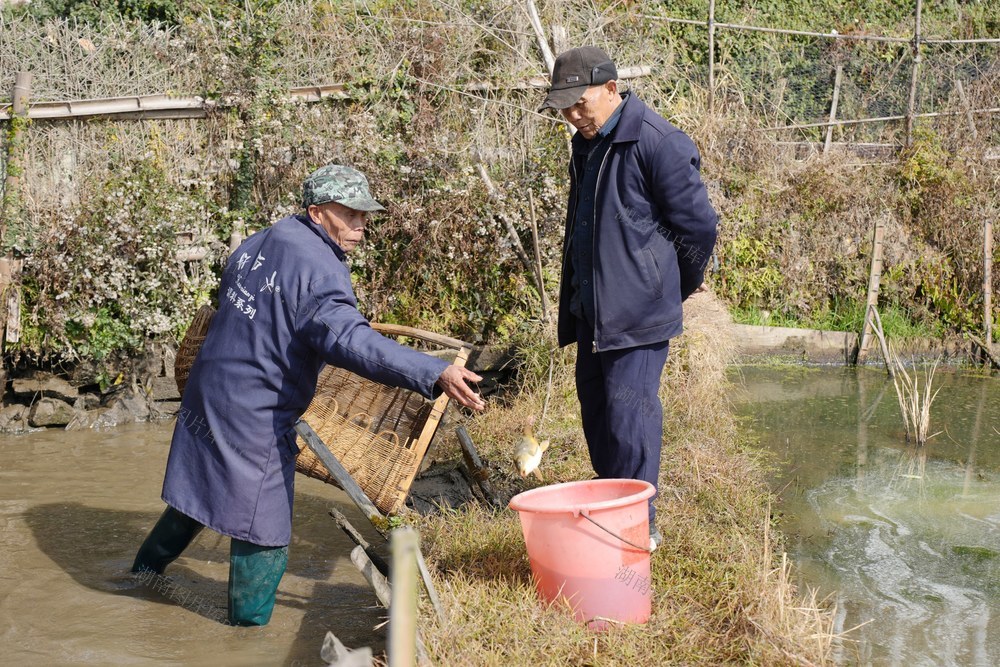 春节、鱼、新年、乡村、年味