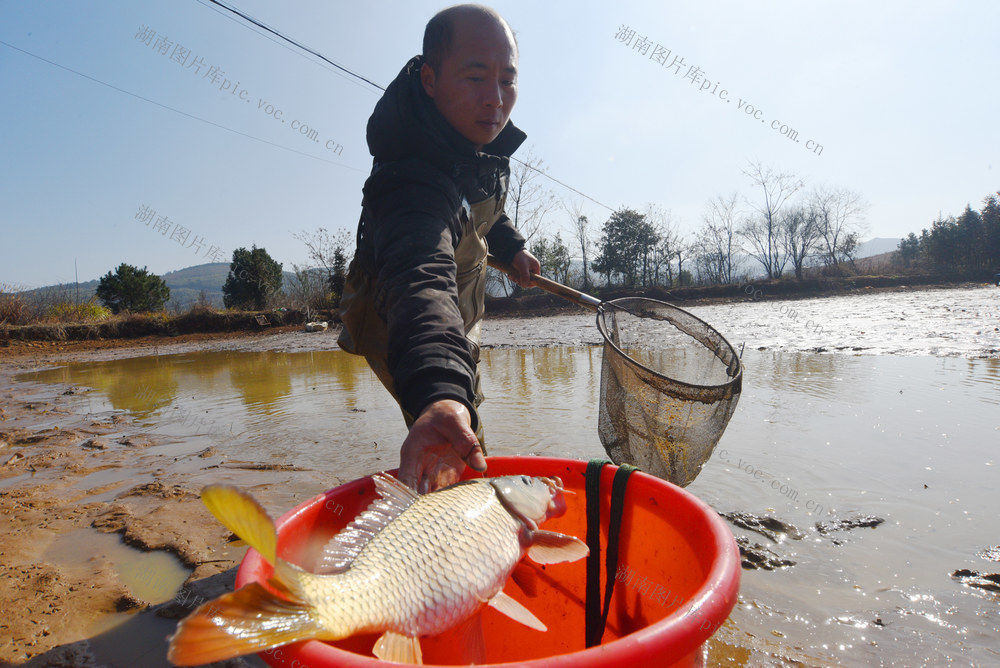 嘉禾：捕捞鲜鱼  供应市场