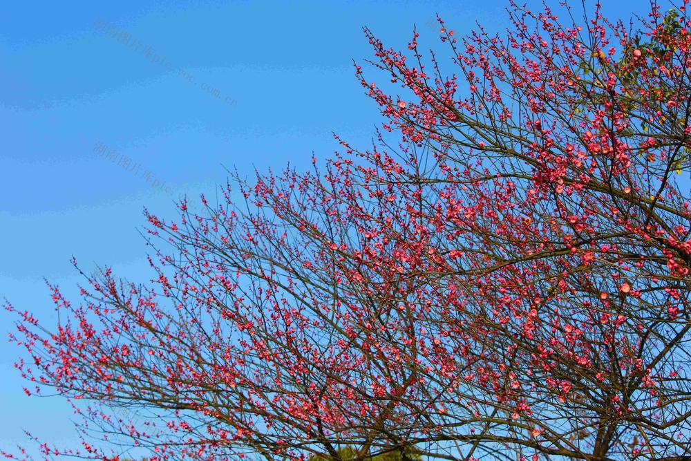 南湖  梅花  开放