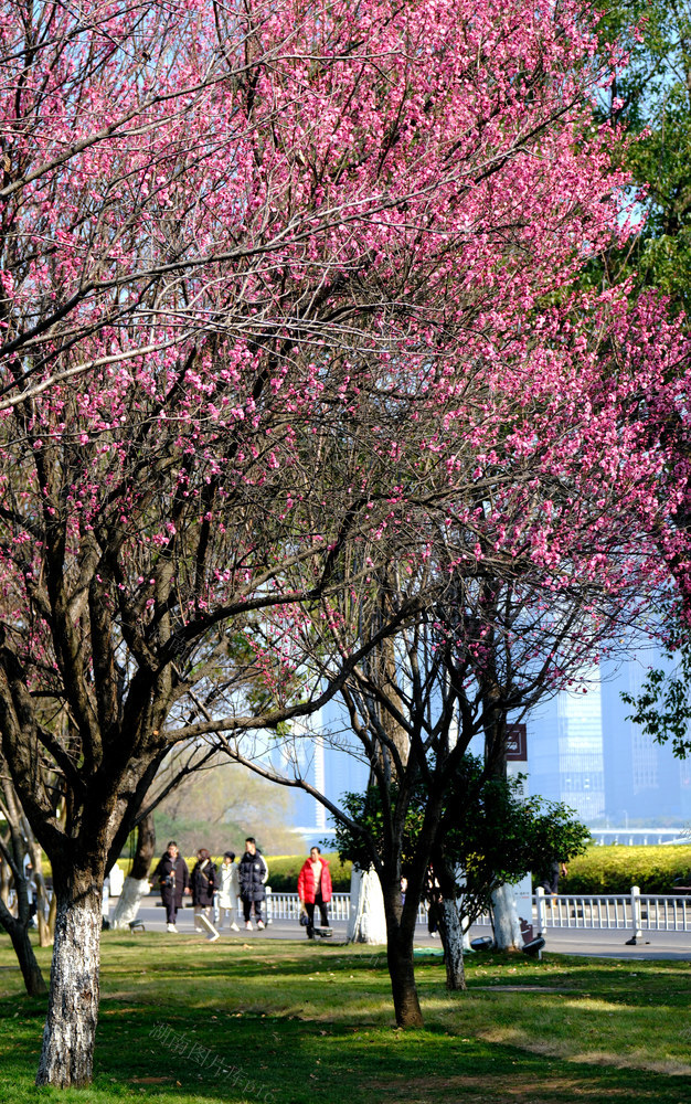 橘子洲，春节，