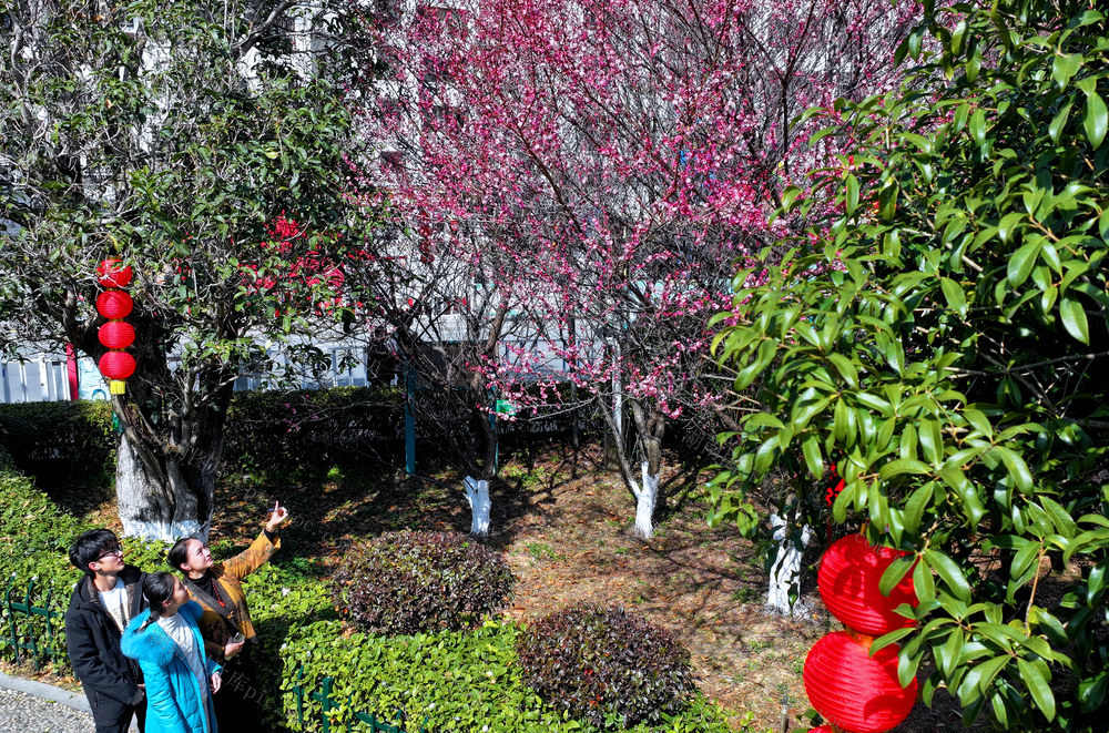 湖南桂东 红梅  放 新春 市民 罗霄广场