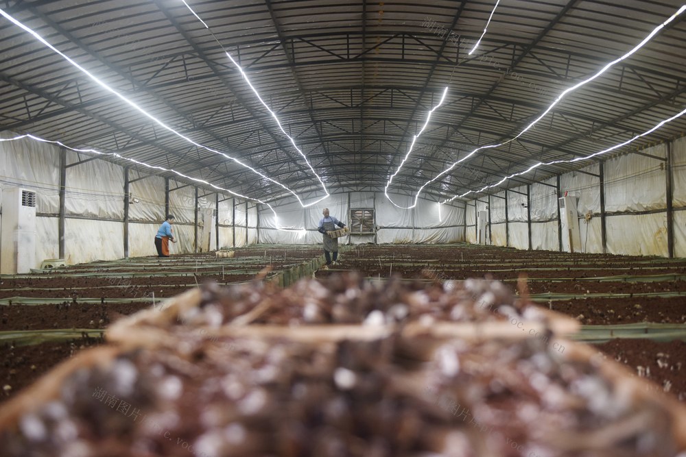 蔬菜  市场  采收  供应  节日  