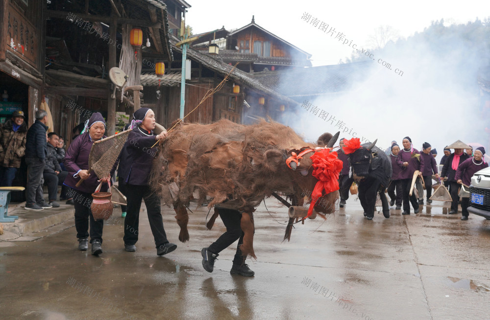 闹春牛  春节  芋头村  侗族群众 