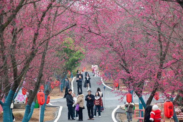 樱花 春节