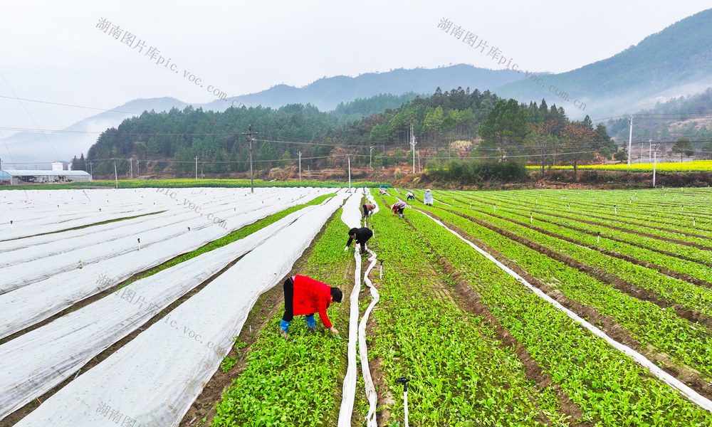 蔬菜   管护  农事  立春