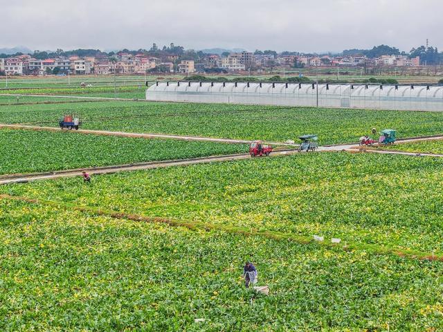 蔬菜
保供应
道县春节
