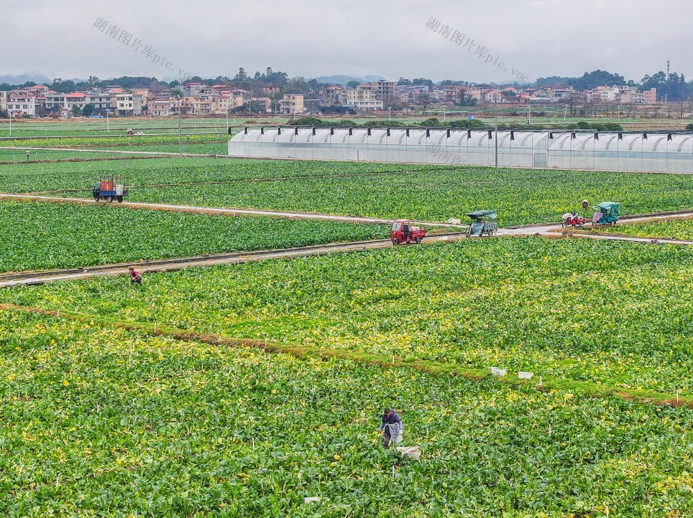 蔬菜
保供应
道县春节
