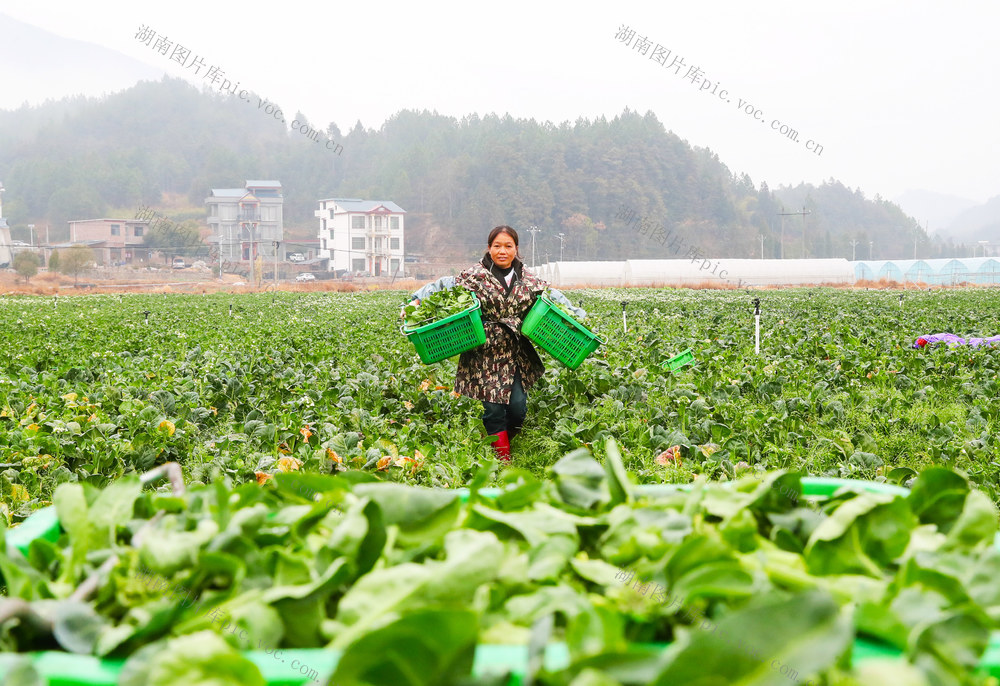 采收 蔬菜  保供应  春节 市场