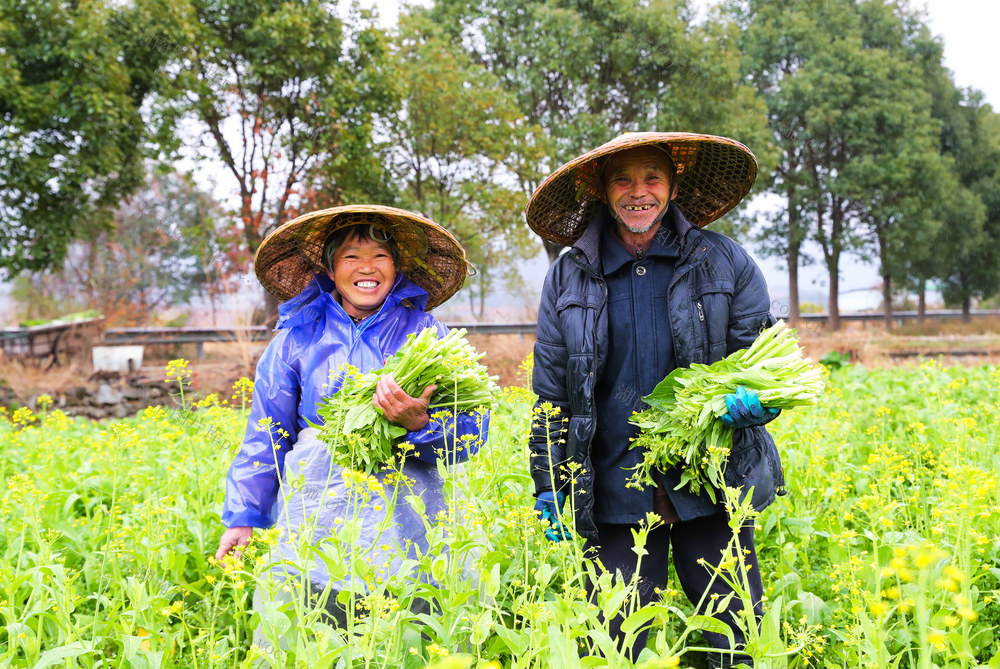 立春  蔬菜  采收  农事