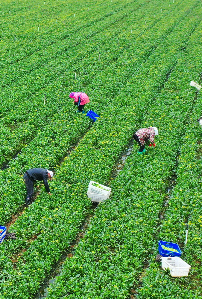 嘉禾：采收蔬菜 供应市场