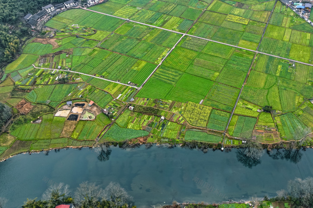 油菜 田园 春 立春 乡村