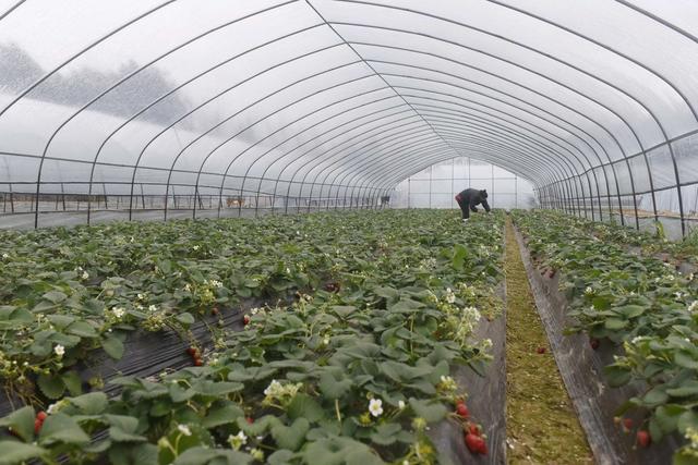 立春  农忙  水果  管护