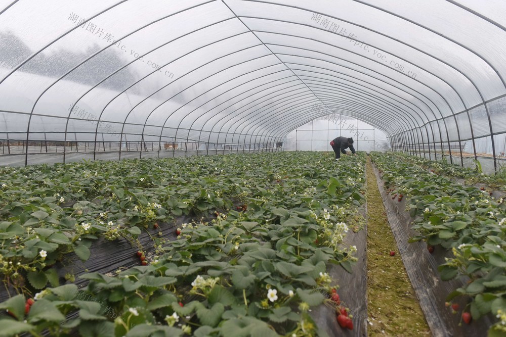 立春  农忙  水果  管护