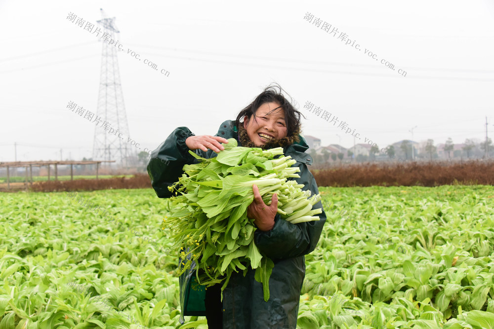 春节  蔬菜市场  时蔬  新鲜菜薹  物价
