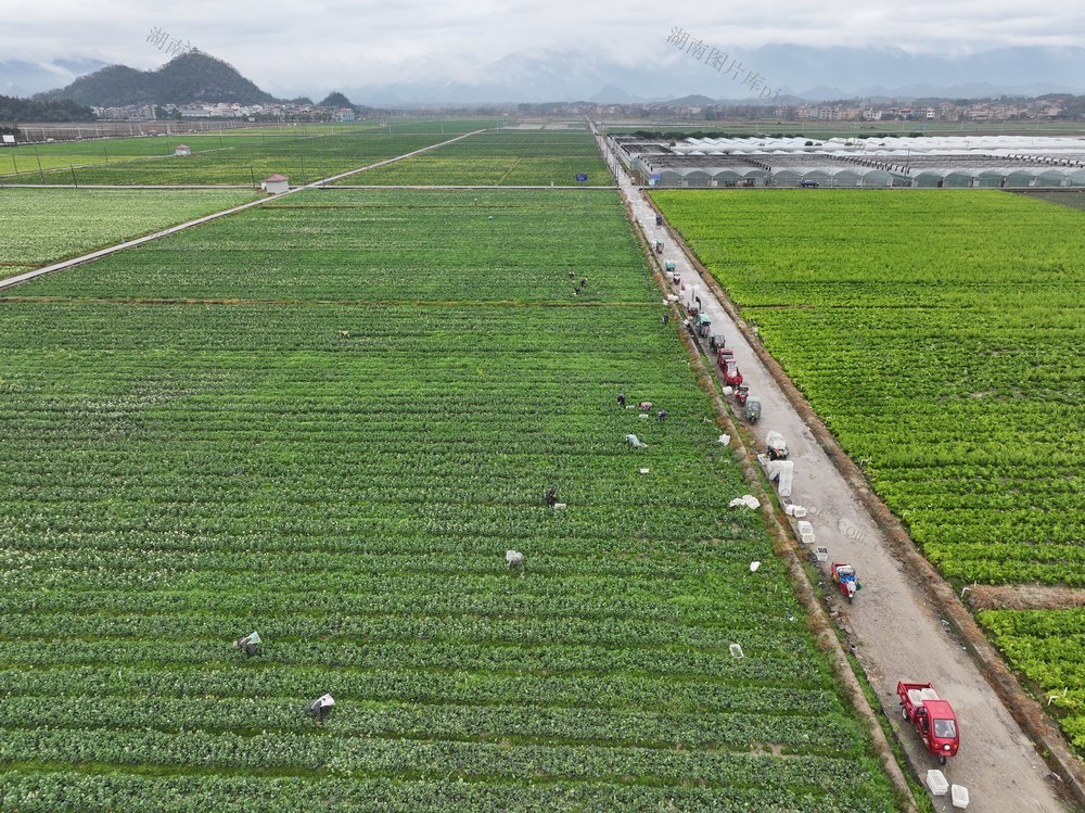 立春  农事 农业生产  收获蔬菜
翻整土地