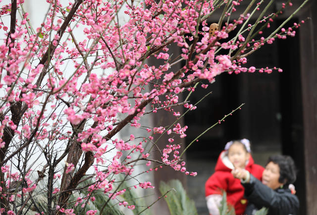 梅花 立春