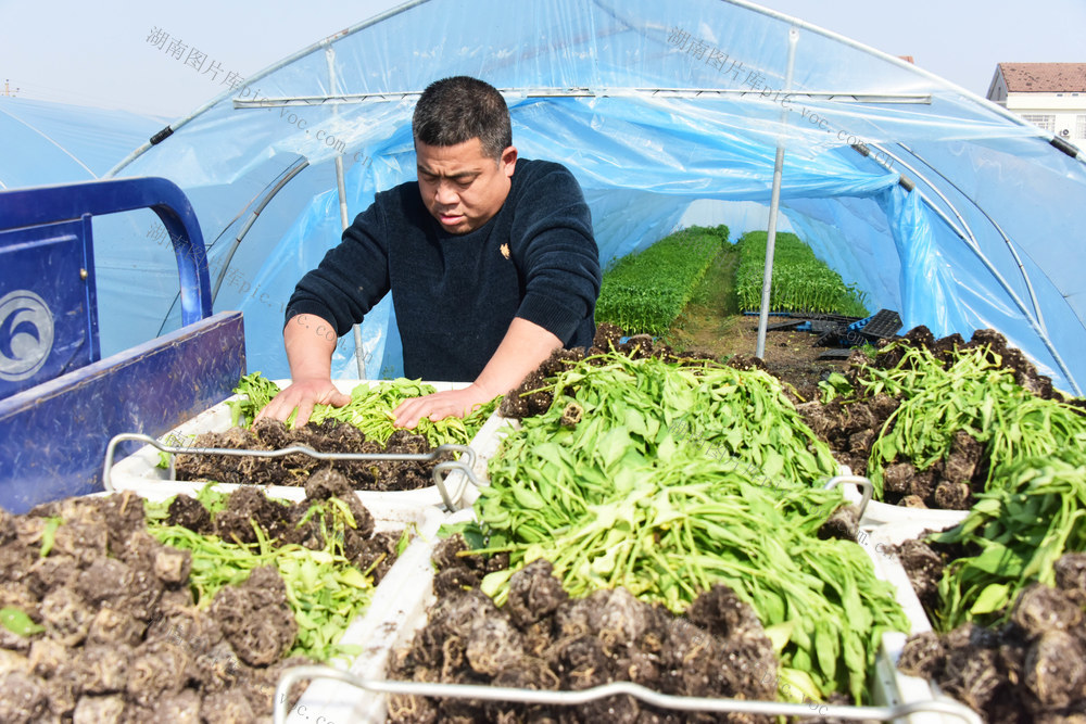 二十四节气  立春  农事活动  移栽辣椒