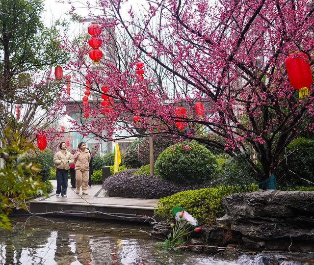 红梅  梅花  早春  立春  风景  自然  旅游