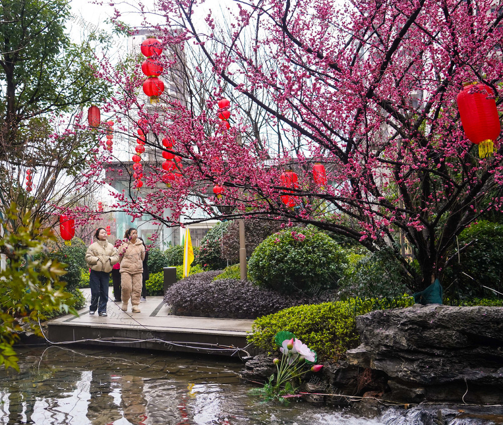 红梅  梅花  早春  立春  风景  自然  旅游