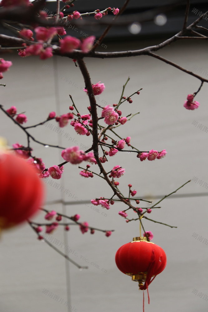 立春 春天 鲜花  腊梅 梅花