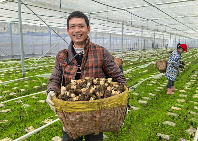 洞庭羊肚菌上市