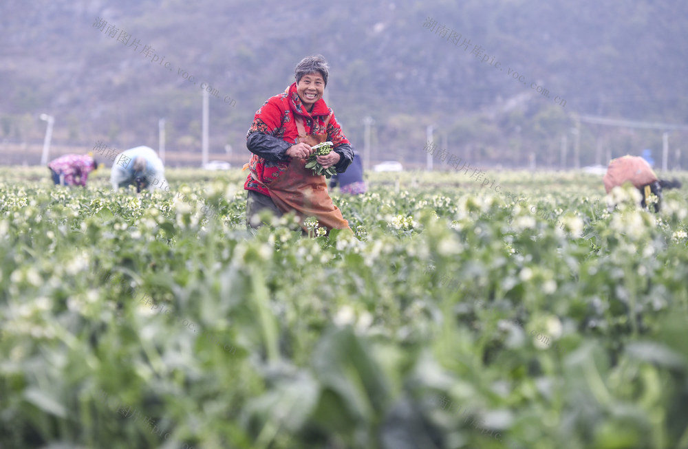 立春
节气
道县
蔬菜