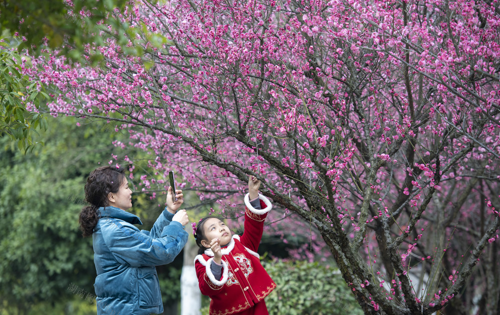 立春 红梅