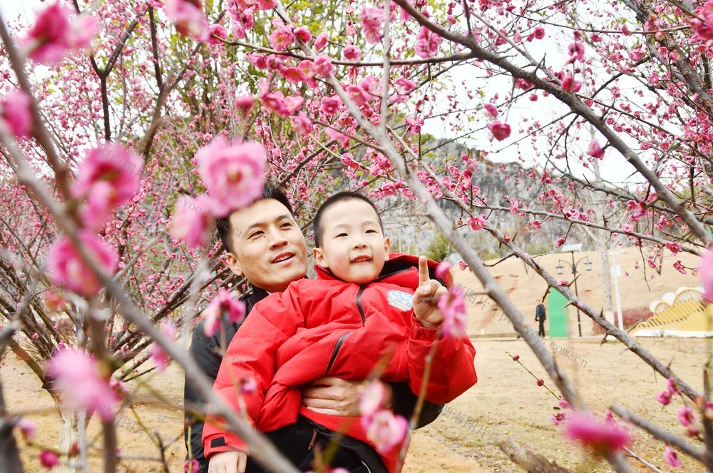 红梅绽放迎春到